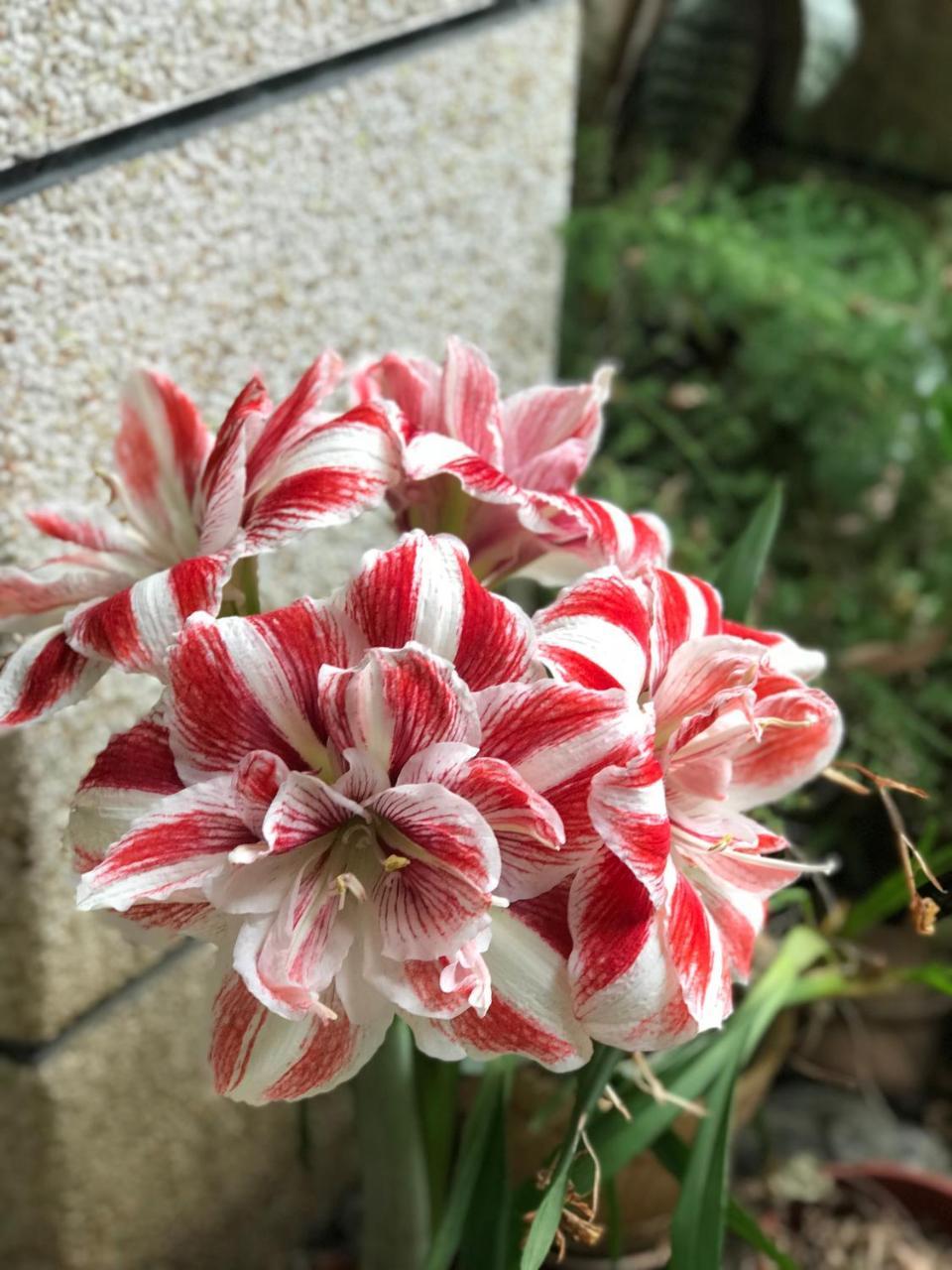 花蓮 達芙妮花園民宿 Ji’an Zewnętrze zdjęcie